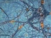 Ogni neurone possiede almeno mille mutazioni