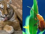 Regno Animale comprende circa 1.800.000 specie organismi classificati.