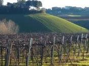 Leggi sulla viticoltura: presentato Codice della Vite Vino 2016