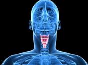 MILANO. Studi italiani sull’ipotiroidismo dimostrano Levotiroxina essere assunta forma liquida colazione.