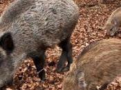 CORANA (pv). Bracconiere vogherese denunciato dalla Polizia Provinciale.