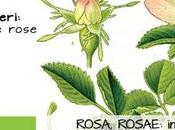 Torna Rosa, Rosae