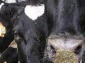 PAVIA. Coldiretti chiede moratoria debiti degli allevamenti.