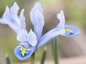 Iris Alida