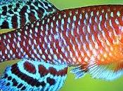 ANCONA. pesciolino Mozambico ricetta anti l’uomo.