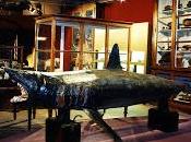 PAVIA. Sabato anche squalo nero detto "squalo volante" mostra Museo Storia Naturale dell'Università.