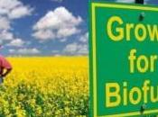 Benzina “bio”: Vantaggi svantaggi!