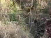 Caserta Report Banda Buco (03.04.11)