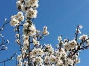 Meteo. Arriva primavera Napoli! Sole temperature alte, ecco quando