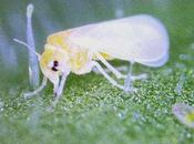 Evoluzione "istantanea" nelle mosche bianche, grazie batterio