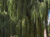 Molecole chimiche... Naturali