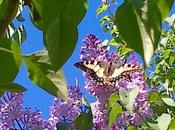 Artusi: Cavallucci Siena