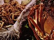 Campania: Calamari all'amalfitana, cozze napoletane