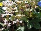 Floricoltura Fenix novità 2011 Helleborus lividus "Purple Rose"