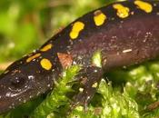 Salamandre alghe verdi: verso nuova endosimbiosi?