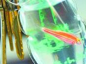 Crudelta' divertimento cina: animali vivi come portachiavi