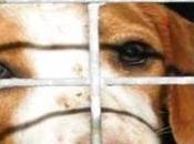 Salviamo vita 2500 cani destinati alla vivisezione Green Hill Italia