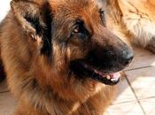 dieci preghiere cane