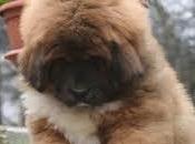 cane costoso mondo mastino tibetano rosso