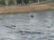 Giappone Tsunami (11.03.11)