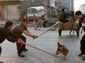 Cani esubero, Cina sarà permesso tenere solo cane famiglia. Shanghai allarme strage annunciata