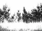 Live! maggio Dodos Wildbirds Peacedrums