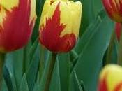 Tulipani latte