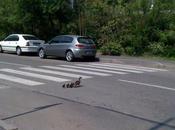 Strange Situation