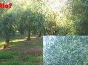 Perché l’olivo cultivar “coratina” Salento leccese produce anni terzo anno frutto?