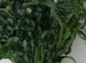 Quiche spigarelli caciocavallo.