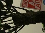 nuovo amico Sonsei-Bonsai