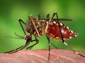 Come zanzare gestiscono colpi calore