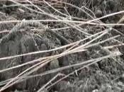 Gricignano (CE) Parco pubblico Michele Mazzoni (03.05.11)