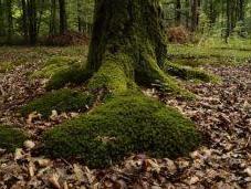 Compostaggio: cosa