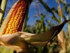 Ogm, “Impossibile vietarli senza gravi rischi”