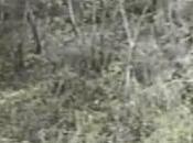 Carsoli (AQ) Piromane fermato mentre appicca incendio (05.05.11)