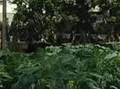 Nola (NA) Seconda edizione dell’Exposudgarden (07.05.11)