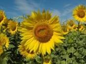 Girasoli giappone