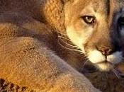 passo dall'estinzione