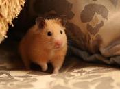 sostanze allungano vita altro roditori (terza parte)