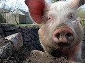 miei racconti piccola storia ignobile 2005