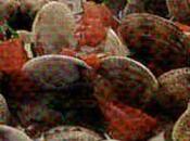 Zuppa vongole