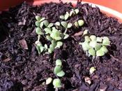 Growing Salvia