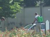 Lotta pidocchi delle rose