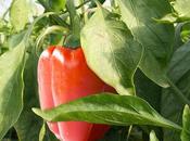 Cosa coltivare nell’orto, come peperone
