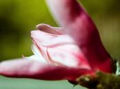 Macro nature
