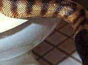 Lucca,serpenti escono water