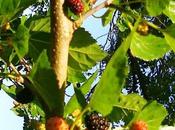 Artusi: Conserva more