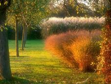 Poesia verde tutta francese: JardinPlume