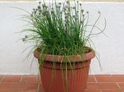 “preziosa” Erba cipollina, buona facilissima coltivare, anche balcone